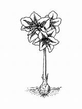 Amaryllis Coloring Pages Recommended sketch template