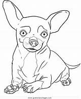 Chihuahua Chihuahuas Perros Pintar Imagui Malvorlage Chiwawa Ausmalen Pugs Animali Visit Teenagers Azcoloring sketch template