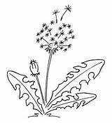 Pusteblume Malvorlage Dandelion Ausgedruckt Optimale Können Einer Seite Hat sketch template