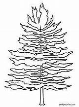 Pine Tree Coloring Google Clip Trees Pages Search Ca Clipart sketch template
