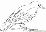 Crow Coloring Printable Pages Birds Crows Bird Color Kids Clip Coloringpages101 Hungry Drawing Cute Animal Raven sketch template