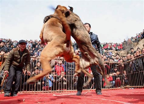 dog fighting   death  china mirror