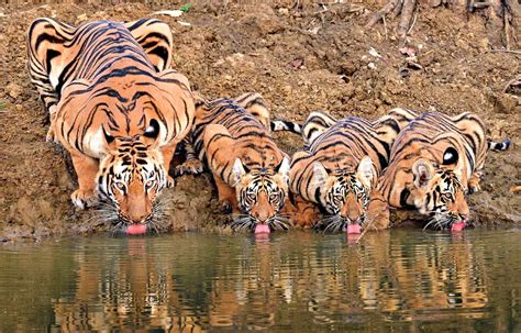 lesanimauxdelasemaine animaux bengale tigre du bengale