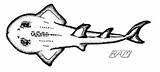 Guitarfish Shark Rhina Sharkfin Ancylostoma sketch template