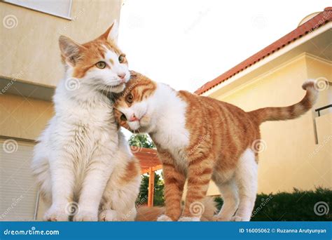 cats family stock photo image  adorable sweet gape
