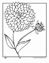 Flower Zinnia Coloring Getdrawings Drawing sketch template