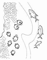 Vissen Fisch Dieren Pesci Poissons Coloriage Colorare Poisson Mewarnai Pesce Malvorlagen Animasi Disegno Ausmalbilder Coloriages Bergerak Animaatjes Animate Stemmen Stimmen sketch template