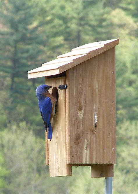 barn swallow friends  nest boxes  bird families bluebirds  tree swallows