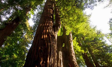eden project scheme will preserve coast redwood trees for future