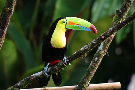 piciformes keel billed toucan