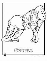 Endangered Sheets Species Gorilla Dschungel Mammal Ausmalbilder Coloringhome sketch template