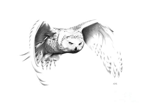 snowy owl drawing  bryan knudsen