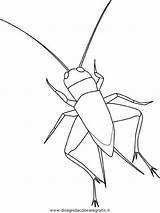 Grilo Cricket Insekten Kolorowanki Robaki Owady Animali Dzieci Malvorlage sketch template