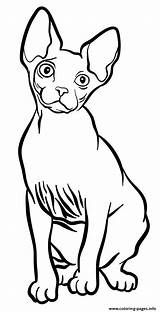 Cat Coloring Pages Sphynx Printable Book sketch template