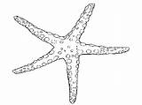 Starfish Drawing Coloring Getdrawings sketch template