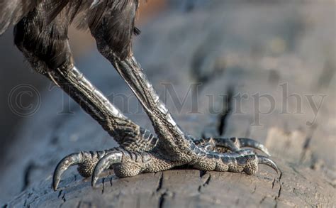 Raven Feet Tom Murphy Photography