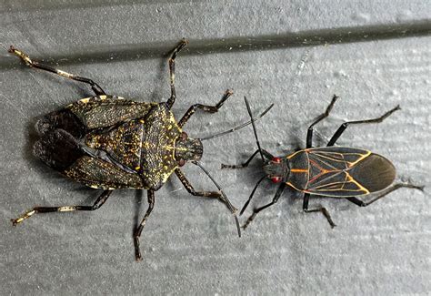 box elder bugs archives page    whats  bug