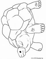 Tortoise Shell Big Coloring Turtle Old Colouring Pages Turtles Color Print sketch template