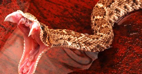 snake  deadliest serpents cbs news