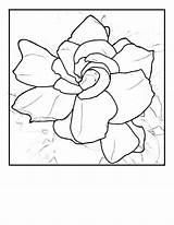 Gardenia Coloring Pages Flowers Printable sketch template