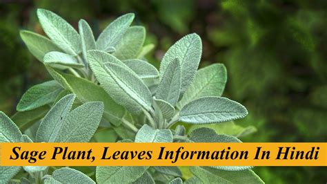 sage plant leaves information  hindi sage herb  hindi