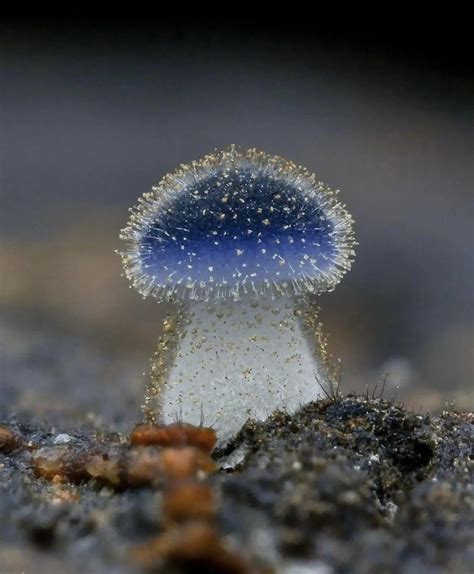 newly discovered mushroom  taiwan mycena subcyanocephala