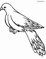Pigeon Coloring Pages Drawing Needs Bath Getdrawings Painting sketch template