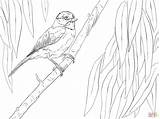 Chickadee Coloring Branch Perched Carolina Drawing Line Pages Skip Main Getdrawings Categories sketch template