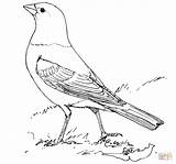 Coloring Cowbird Brown Headed Bird Thrasher Turaco Pages Printable Designlooter Drawings Template Blackbird 221px 46kb Categories sketch template