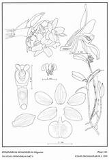 Hágsater Epidendra Epidendrum Subgroup 1999 Drawing Website Group sketch template