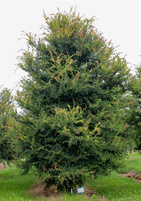Ulmus Crassifolia ~ Cedar Elm – Moons Tree Farm