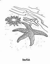 Starfish Paintingvalley Coloringbay Colouring sketch template