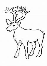 Wapiti Reindeer Deer Caribou sketch template