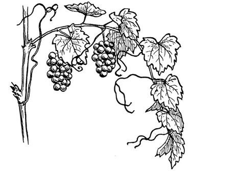 coloring page grape vine img  vine drawing grape vines