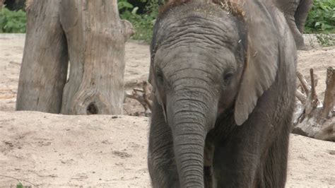 afrikaanse olifanten eten takken  safaripark beekse bergen youtube