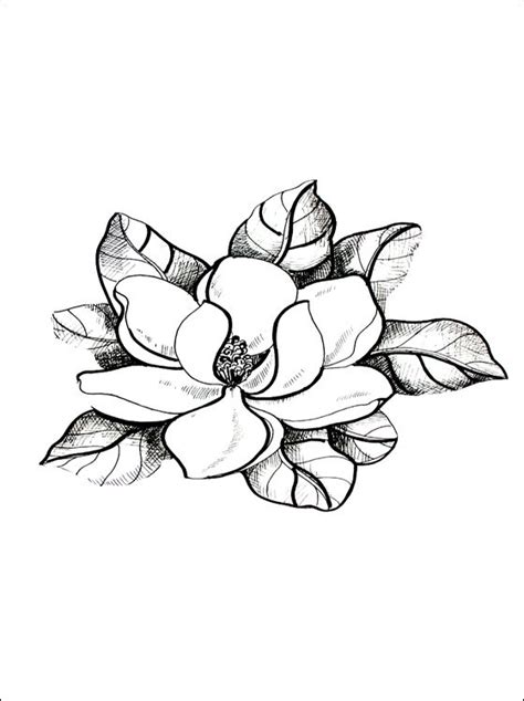 magnolia printable google search flower drawing coloring pages