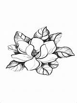 Magnolia Flower Coloring Pages Drawing Flowers Tree Tattoo Adult Pattern Digi Stamps Illustration Print Outline Drawings Books Color Colouring 1coloring sketch template