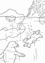 Polar Ijsbeer Lars Osito Pintar Ursinho Zwemt Plume Coloriage Coloriez Foca Nadando Coloriages Ursos Tes Choisis Stemmen Clima Crédito Kleurplatenenzo sketch template