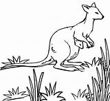 Coloring Kangaroo Pages Australian Ones Fun Cute Little sketch template