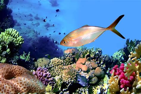 banco de imagenes gratis  fotografias de peces corales  arrecifes
