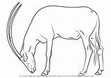 Oryx Arabian Animals Uae Tutorials Drawingtutorials101 sketch template