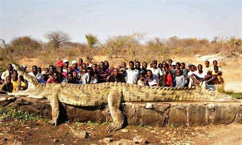 biggest crocodile  meteonews