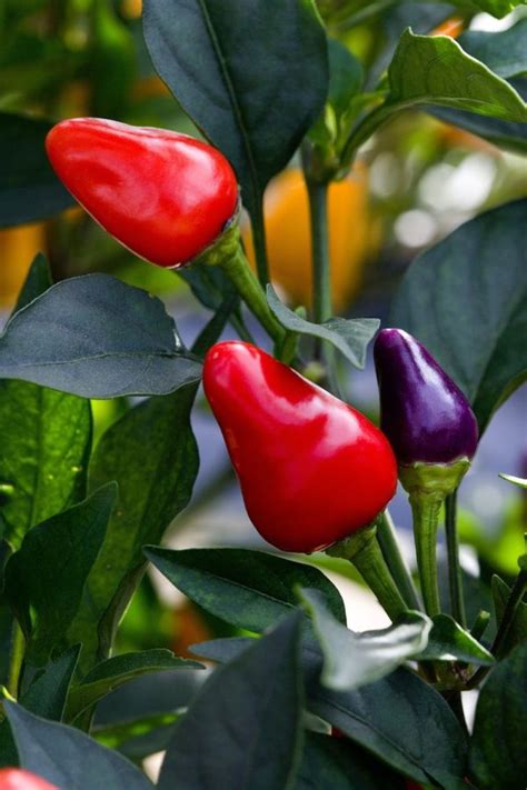 grow peppers growing great bell peppers  containers