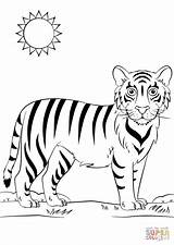 Tigre Tiger Disegno Colorare Mewarnai Tigres Tygrys Harimau Tigri Ausmalbilder Marimewarnai Druku Tk Ausdrucken Kolorowanki Belajar Malvorlagen Paud Ninos Ausmalen sketch template