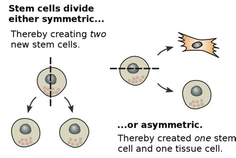 stem cells medical  scientific facts