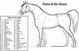 Horses Glossary sketch template