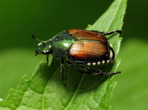 japanese beetle tips archives heidis growhaus lifestyle gardens