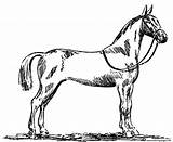 Horse Coloring Pages Standardbred Dressage Appaloosa Printable Paint Color Print Getcolorings Realistic Stall Template Rearing Clipartmag Getdrawings Real sketch template
