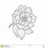 Peony Drawing Flower Coloring Monochrome Fully Open Book Illustration Vector Simple Preview Floral sketch template