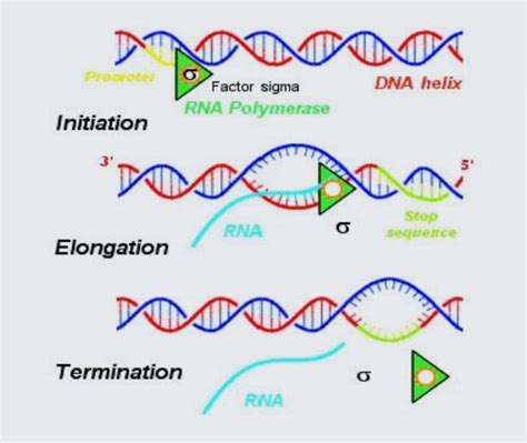 transcription process rna types eukaryotic transcription  qa